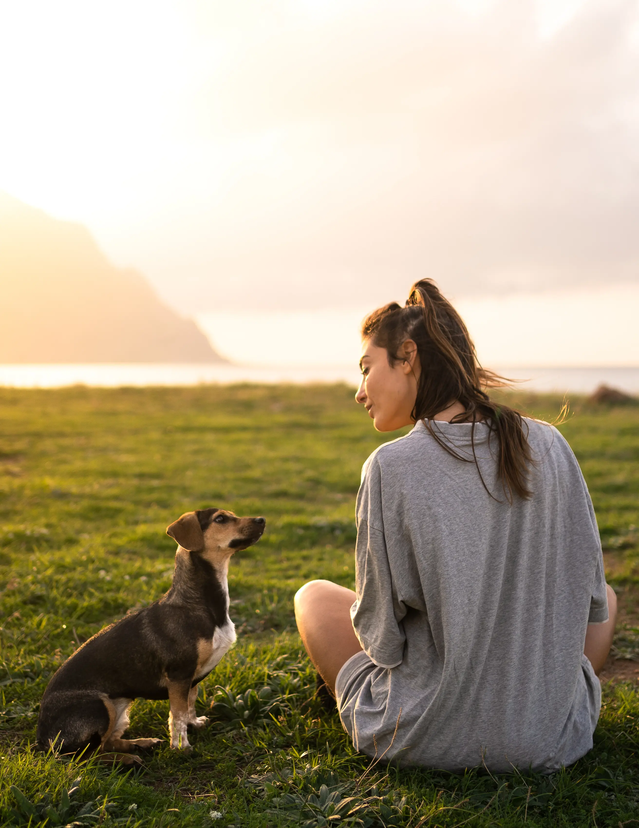 Travelling with your dog in a van